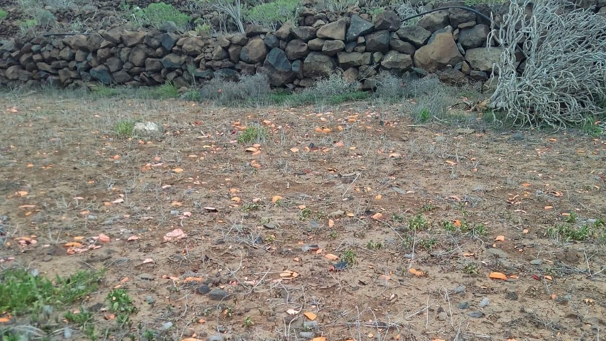 Estado en el que quedó la zona en la que se celebró uno de los campeonatos de tiro en el sur de Tenerife.