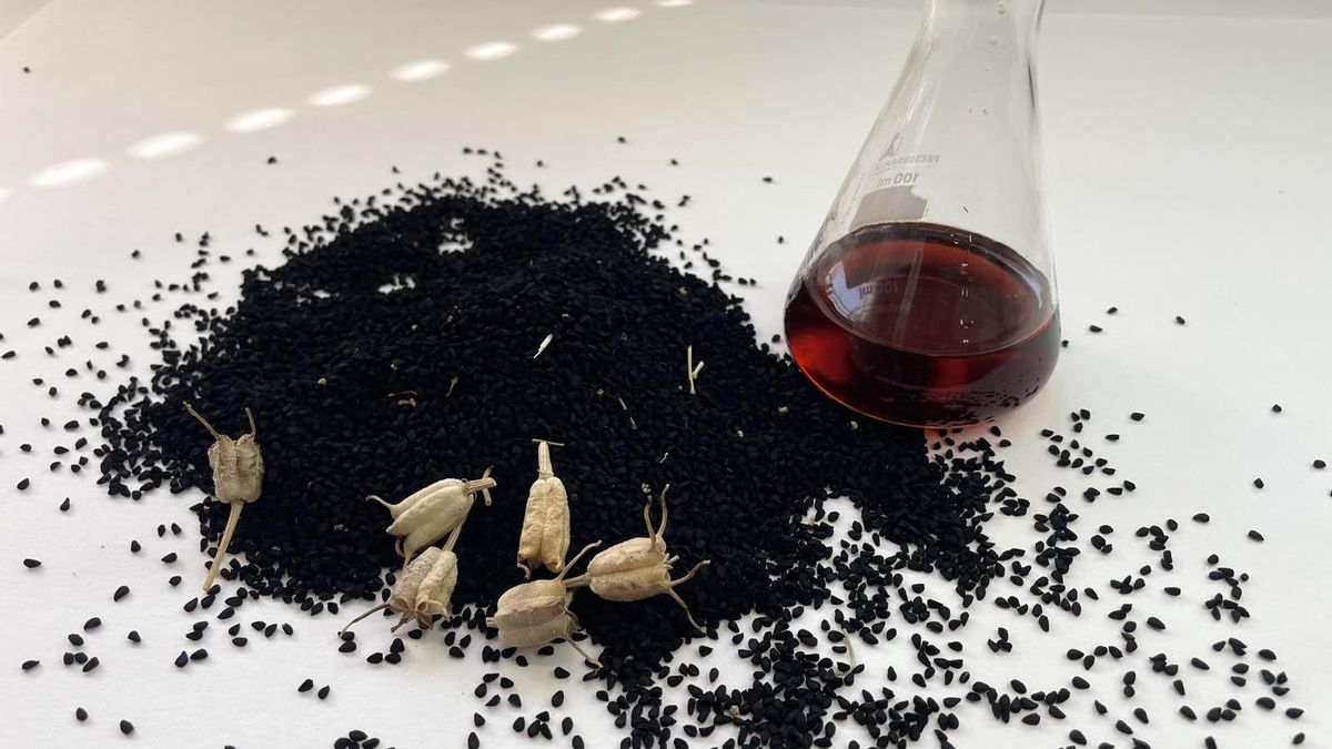 Frutos, semillas y aceite de comino negro.