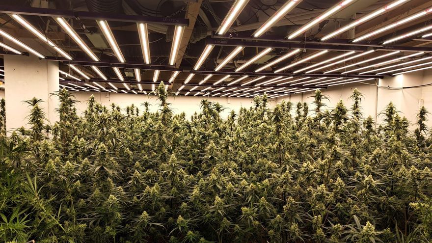 Endesa desconectó 425 plantaciones de marihuana en Catalunya durante el primer semestre del año