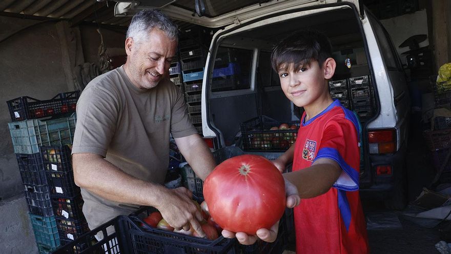 El tomate rosa, la joya de Alcolea: una variedad única que conquista Córdoba