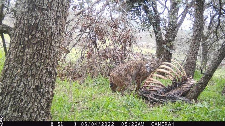 Un lince marca los restos de una carroña.