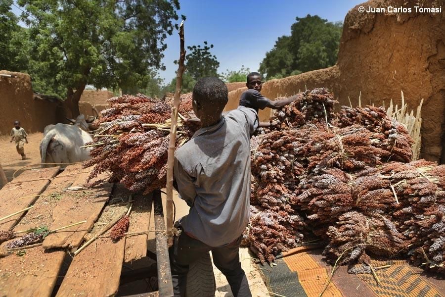 El sorgo es básico en la dieta de las familias. A finales de septiembre, algunas ya recogían parte de la cosecha. “¿Qué es lo que ocurre en Níger? –explica el Dr. Tharcisse- Que las familias en las aldeas cultivan durante la estación de lluvias, luego recogen, y cuando lo hacen, ya no tienen la posibilidad de cultivar más, así que deben usar lo que han recogido durante el resto del año. Y si se acaba antes, toda la familia se queda sin comida. Llega el hambre y esto es lo que pasa aquí, en Níger. Por eso hay muchos casos de desnutrición. Y Madaoua en particular es uno de los distritos donde hay más casos”. / Fotografía: MSF