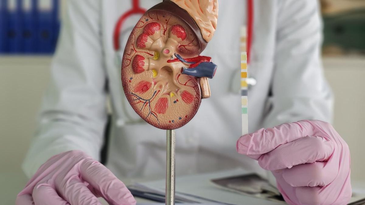 Modelo anatómico de un riñón