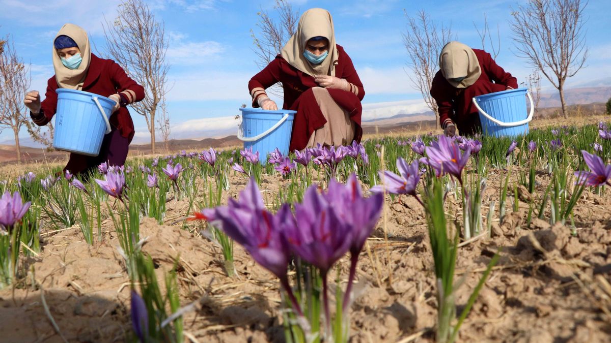 Mujeres recolectan flores de azafrán en Herat (Afganistán), en una imagen de archivo. EFE/Jalil Rezayee