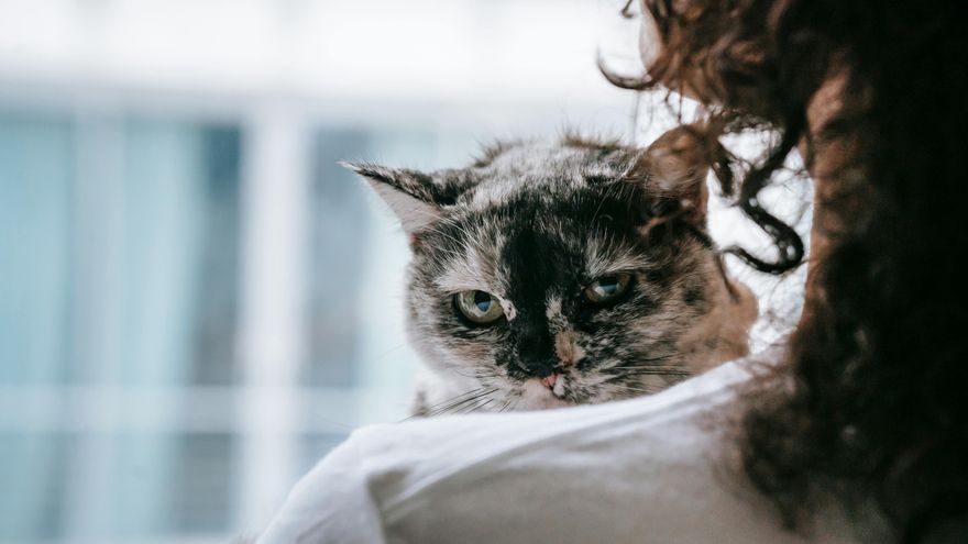 La ciencia revela que los gatos reconocen el olor de su dueño rápidamente