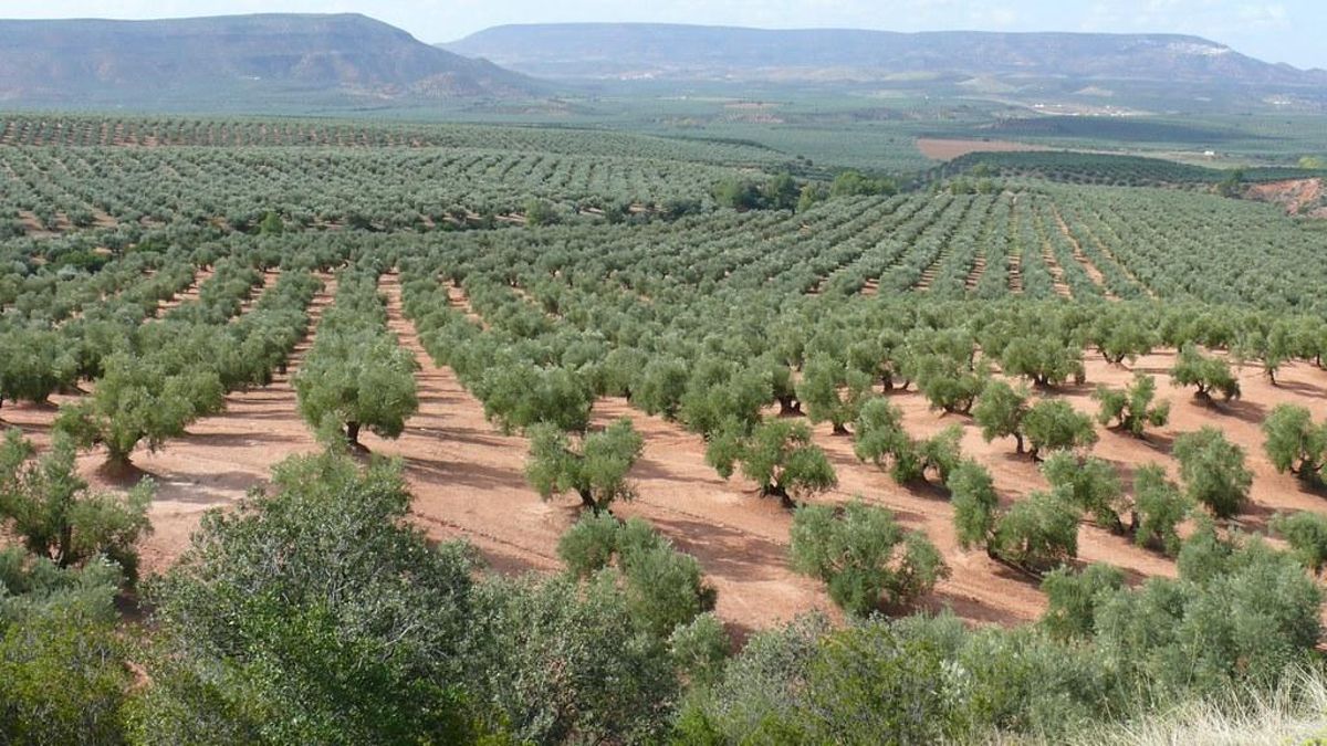 La conocida ruta del aceite de Jaén, un viaje para surcar los mares de olivos