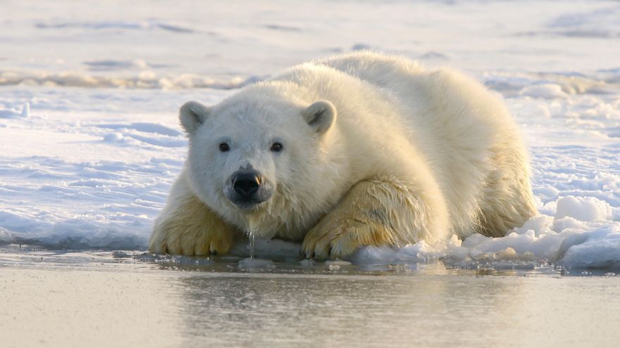 Día Internacional del Oso Polar: ¿por qué se conmemora el 27 de febrero?