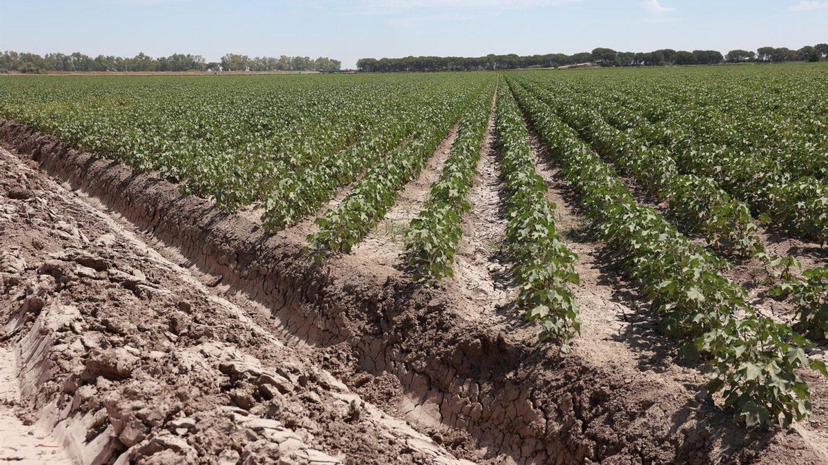 El Foro AgroGO! analizará en Cabra las oportunidades y los límites de la digitalización y la IA en el campo