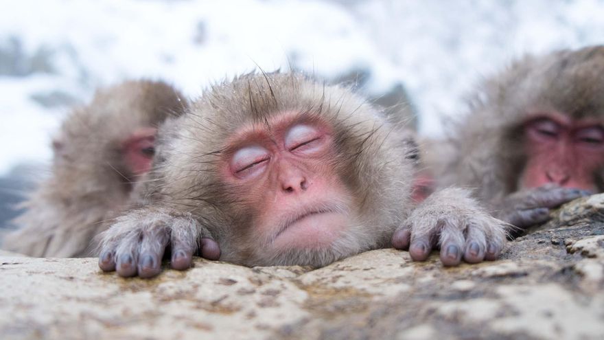 Los primeros primates prosperaron en inviernos gélidos mucho antes de llegar a las selvas