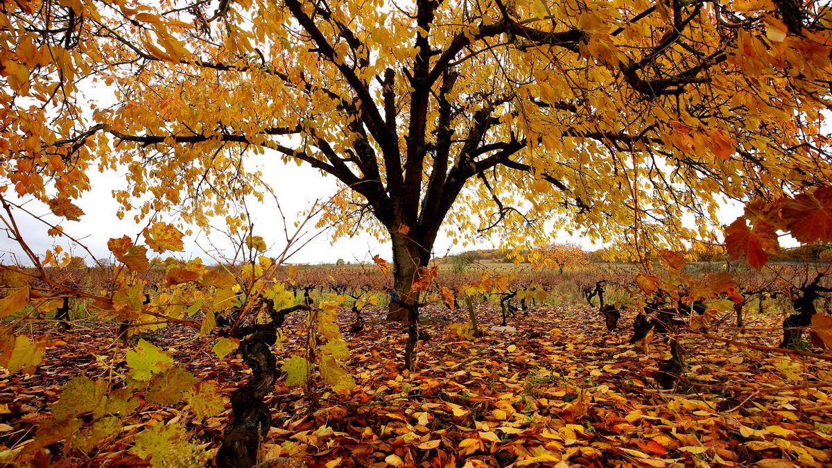 Imagen de archivo: Otoño en El Bierzo.