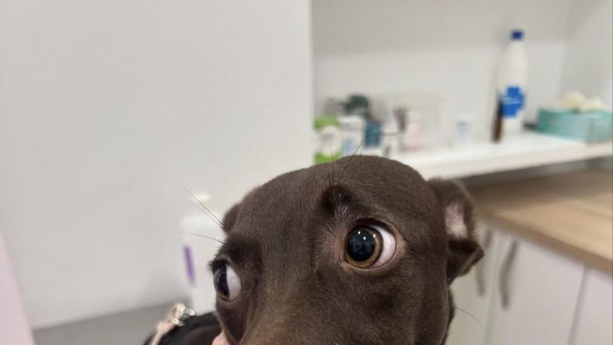 La resiliencia de Kara, la perra que fue encontrada malherida y que ahora está “lista para comenzar su nueva vida”