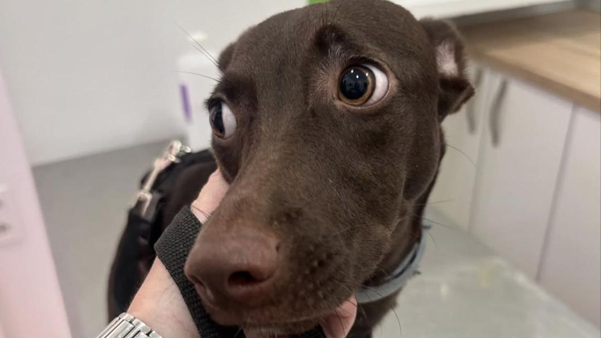 La resiliencia de Kara, la perra que fue encontrada malherida y que ahora está “lista para comenzar su nueva vida”