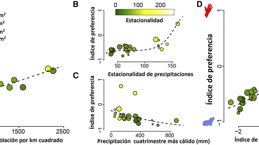 (A) La preferencia por los humanos se incrementa significativamente con el aumento de la densidad de población y en hábitats con lluvias altamente estacionales (B), mientras que disminuye en hábitats con más lluvia en la época más cálida del año (C). Las variables climáticas en (B) y (C) se pueden combinar en un índice de intensidad total de la estación seca (D). El color y el tamaño del punto corresponden a la estacionalidad de precipitación (escala en C) y a la densidad de la población humana (proporcional a la escala en A), respectivamente.