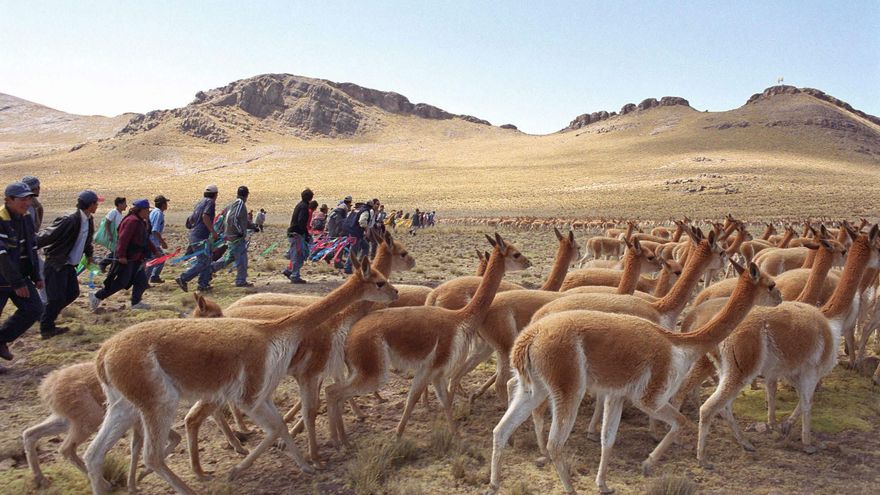 Perú aprueba ley para usar inteligencia artificial en la protección de vicuñas