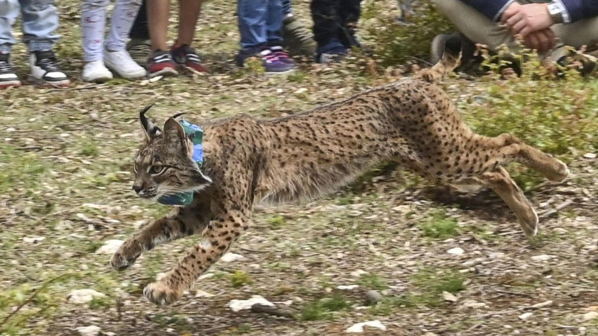 Venadillo, el primer lince translocado en la península ibérica de Castilla-La Mancha a Castilla y León
