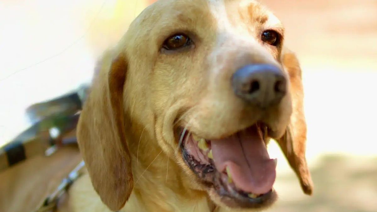 Ninot no encuentra salida: el perro víctima del Síndrome de Noé y que vuelve ahora al albergue