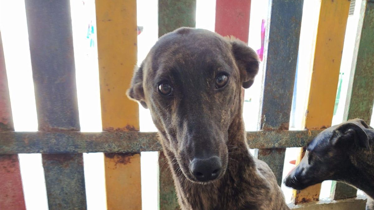 Investigan a tres personas por intentar robar varios galgos de competición