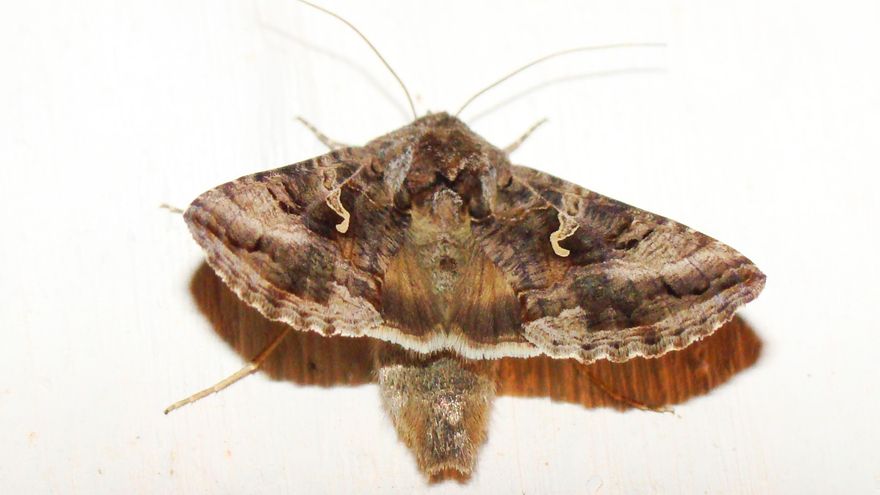 Polillas en Madrid: cómo evitar que invadan la cocina y el armario