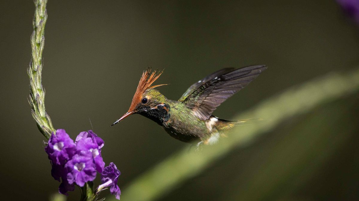 Las aves acudieron menos veces que los insectos, aunque cada entrada dejó mucha más carga sobre las flores