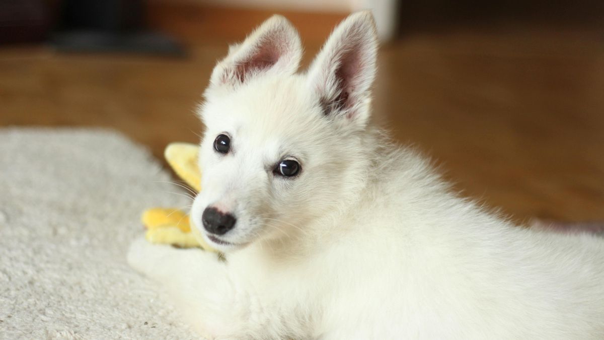 Un perro en el hogar