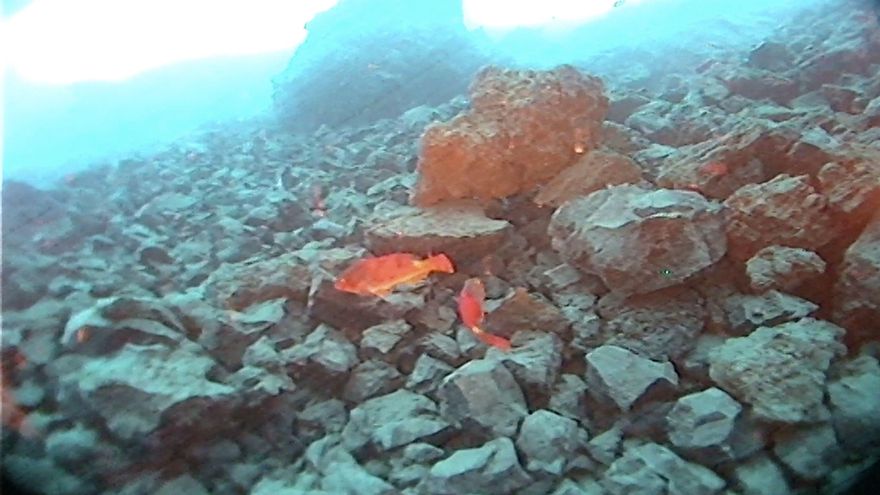 Viejas y gallos comienzan a colonizar los fondos de marinos de la nueva fajana lávica en la costa de Tazacorte