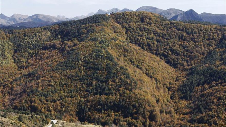 El sector forestal pide ayudas fiscales para atraer la inversión a los montes
