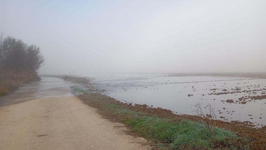 La campaña del espárrago verde en Guadalajara se retrasará semanas tras las lluvias, con pérdidas del 15% de momento