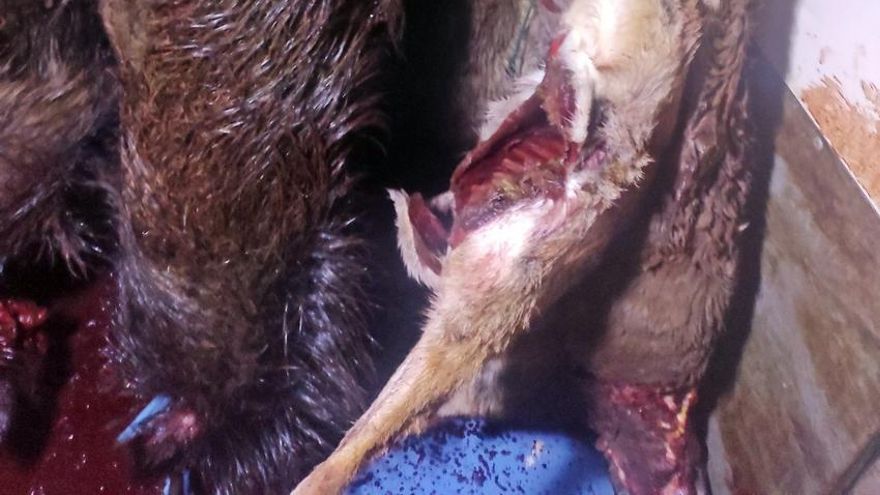 Cuerpos de muflones decapitados