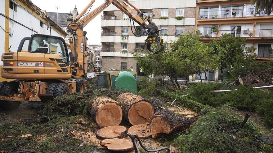 El viento deja un enorme rastro de incidencias en Córdoba