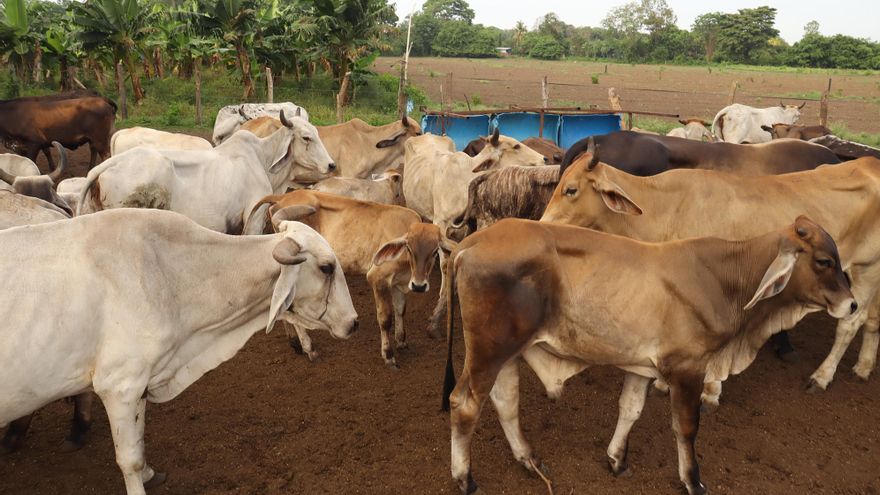 Ganaderos mexicanos critican falta de controles en la frontera sur ante gusano barrenador