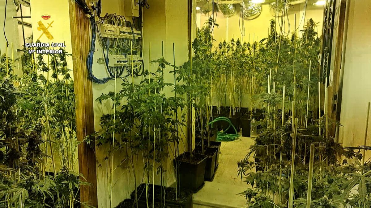 Descubren una casa repleta de plantas de marihuana y detienen a su dueño