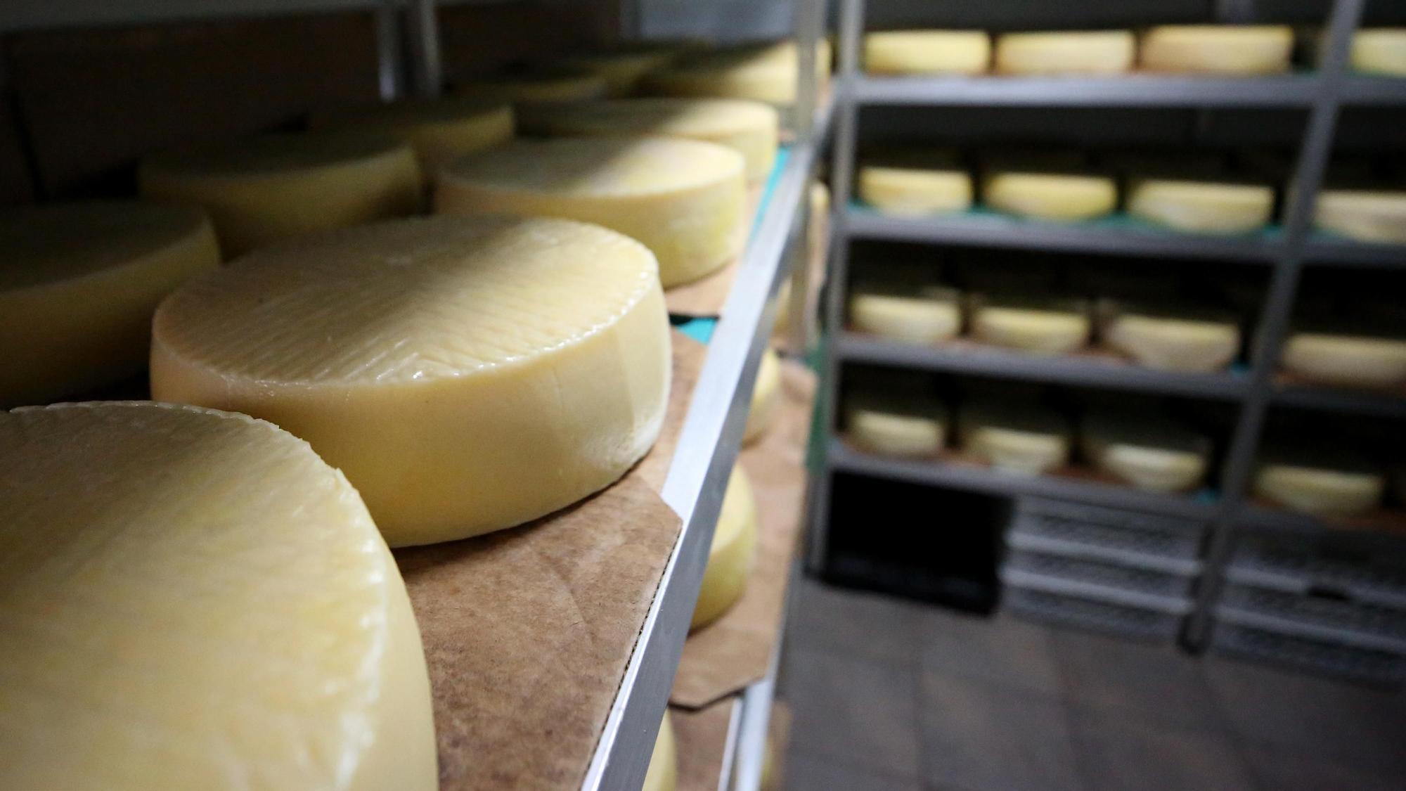 Estanterías con quesos semicurados en Quesería Cortijo de Pavón.