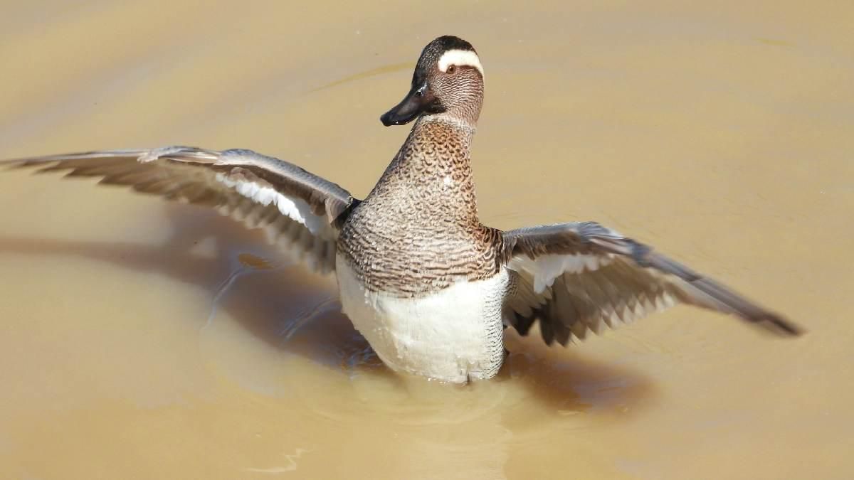 Cerceta Carretona. Rafi Fernández