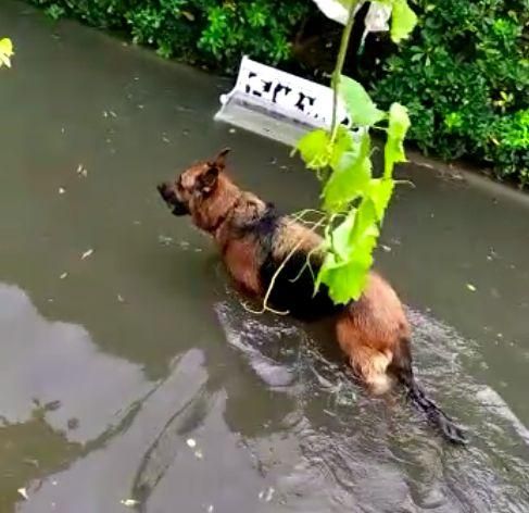Un pastor alemán en una casa inundada de Ayamonte