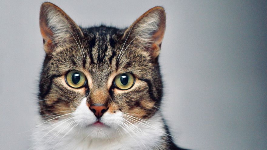 Día mundial del gato: ¿Por qué se celebra el 20 de febrero?