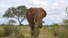Un elefante en la sabana africana