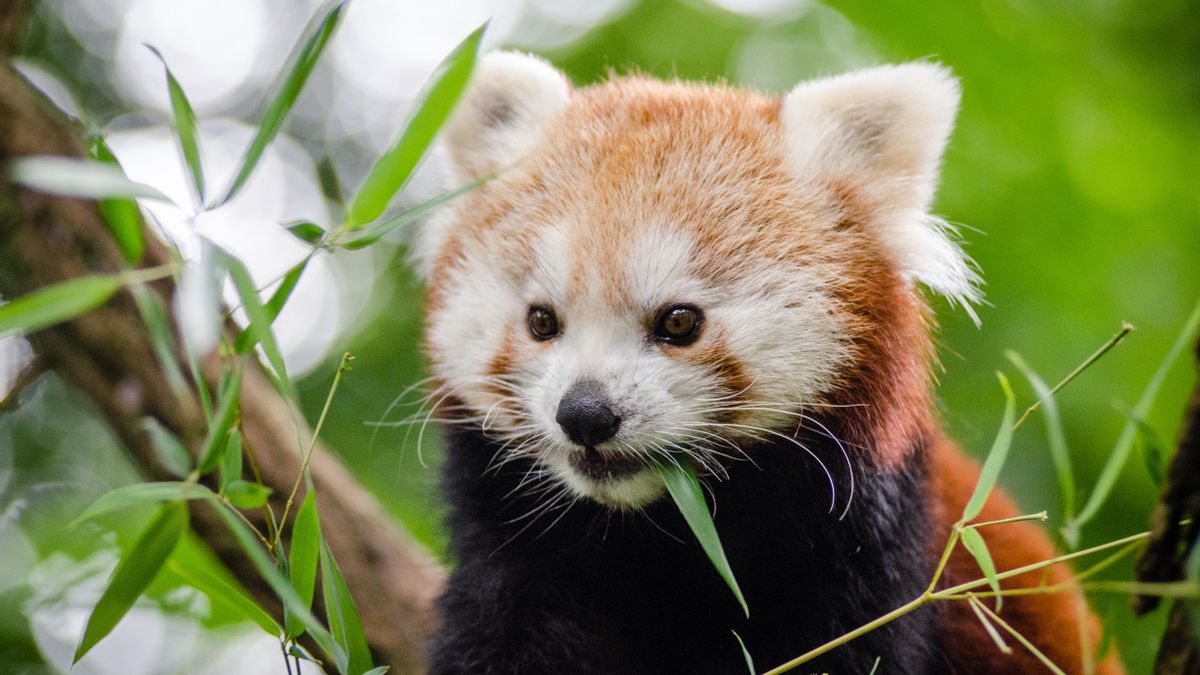 Descubren en Madrid restos fósiles que definen a los ancestros del panda rojo