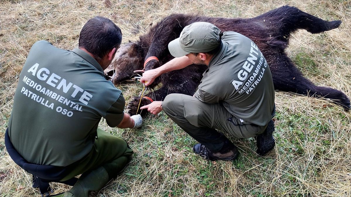 Localizado un oso pardo muerto con un lazo ilegal de caza en Asturias
