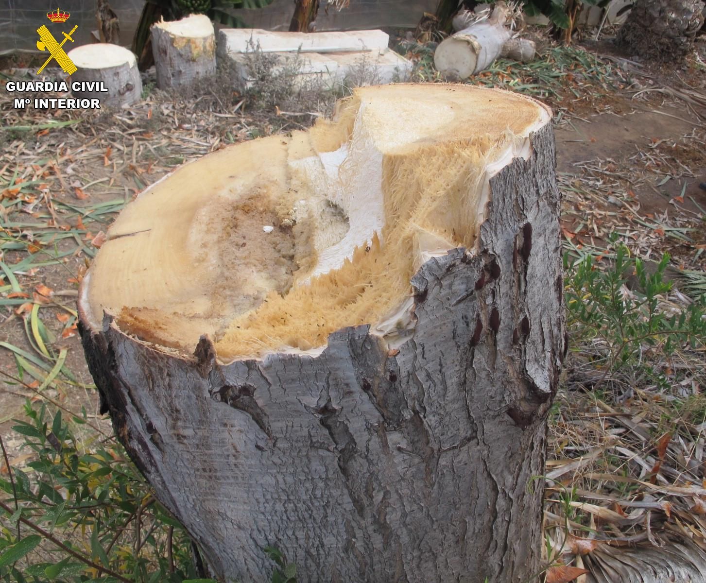 El tronco de un ejemplar de 'Dracaena draco', comúnmente conocido como drago canario, que fue talado sin autorización en una finca de Gáldar, en Gran Canaria.