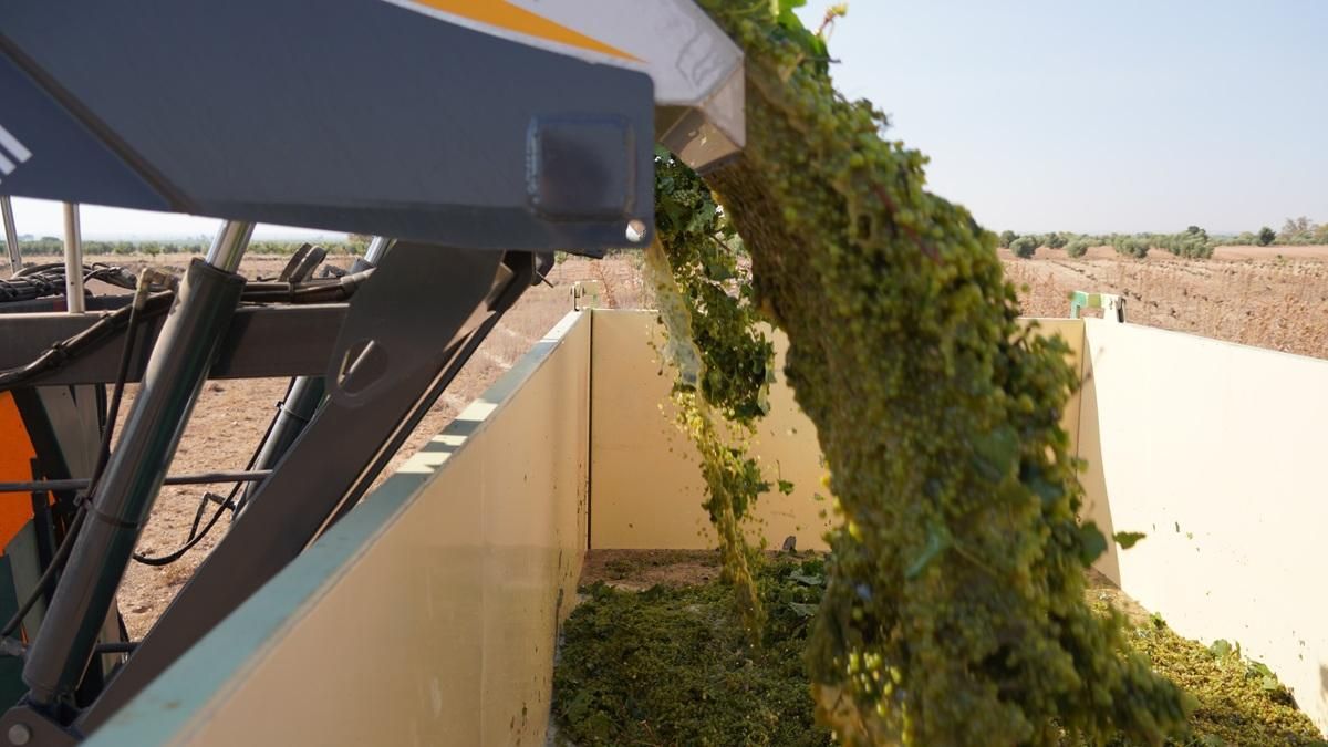 Arranca una temprana vendimia en la Denominación de Origen La Mancha con la cosecha de la chardonnay
