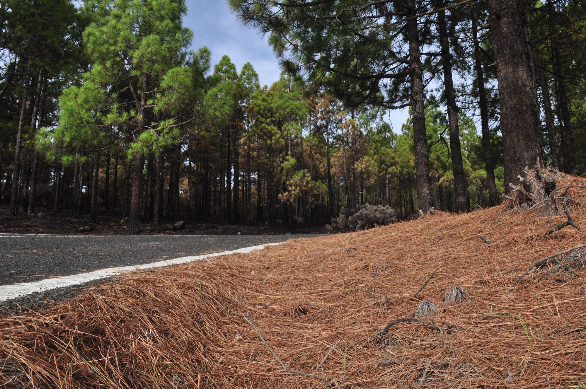 Incendio en Gran Canaria