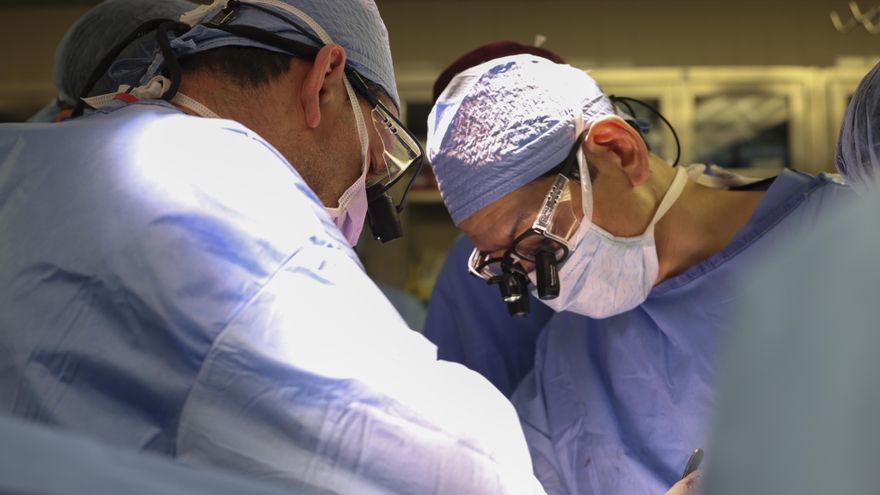 Realizaron el primer trasplante de un riñón de cerdo modificado genéticamente a un humano