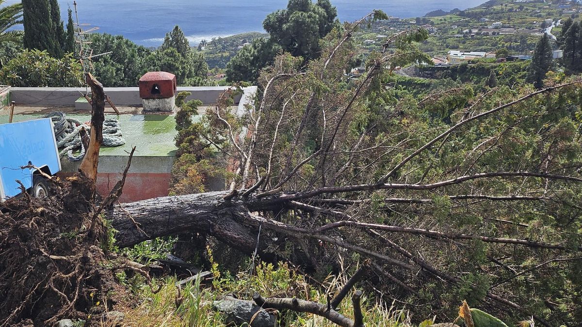 El viento  zarandera a La Palma con rachas  que superan 110 km/h y la lluvia deja 107 litros