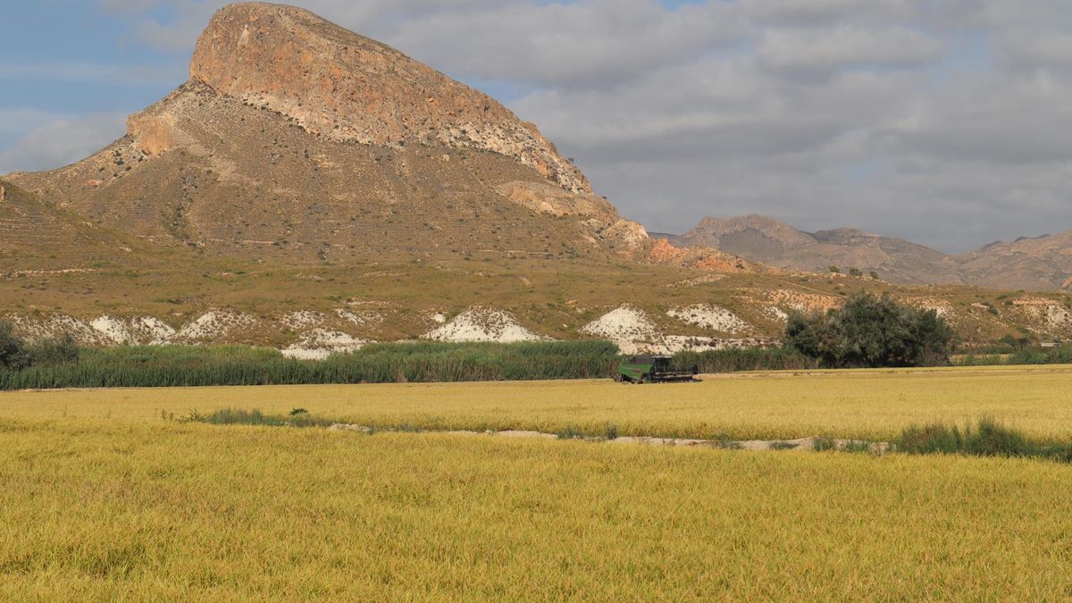 Imagen de los campos de arroz de Albacete