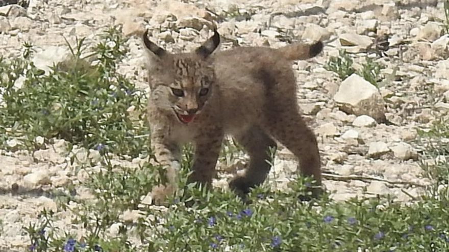 'Urtsu' y 'Tinajero', linces ibéricos, han tenido sus dos primeros cachorros desde que fueron introducidos en esta zona de Murcia