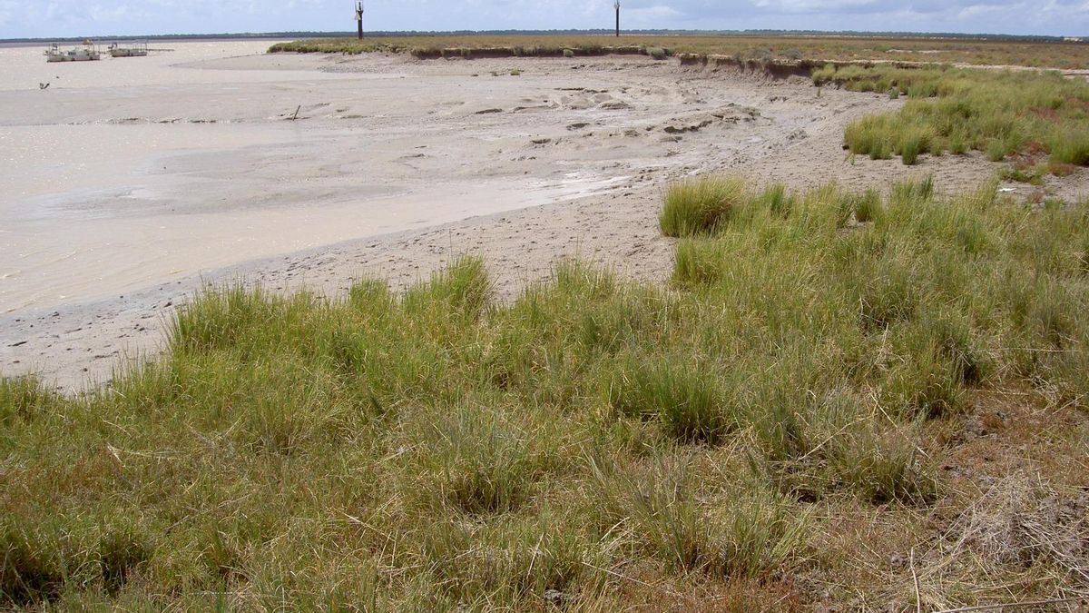 La elevación, muy fluctuante en altura, tiene un tipo de vegetación distinto al de la marisma.
