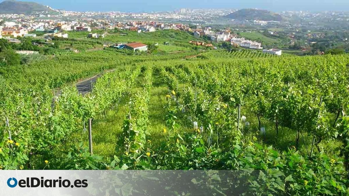 Two Tenerife Wines Recognised as Best in the Canary Islands for 2026