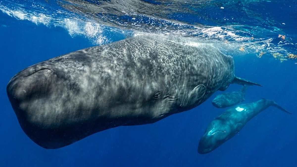 Pacma celebra la troballa de 48 catxalots al nord de Menorca i reclama major protecció