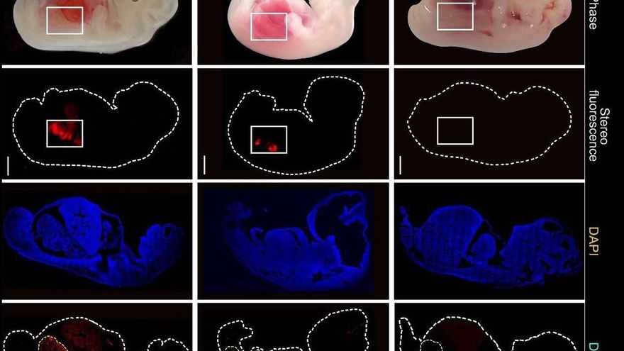 Crean riñones humanizados en embriones de cerdo durante 28 días