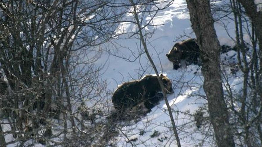 Buscando bellotas en invierno. Imagen de Fundación Oso Pardo